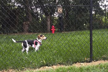 Pet park